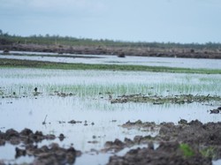 Mentan Sebut Padi yang Ditanam Saat Kunjungan Presiden Tumbuh Baik