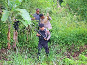 Polisi Temukan 1,8 Hektare Ladang Ganja di Madina, Pemilik Diburu Polisi Temukan 1,8 Hektare Ladang Ganja di Madina, Pemilik Diburu