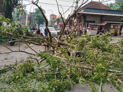 Pohon Tumbang Timpa 2 Pemotor di Karangasem, 1 Orang Dilarikan ke RS