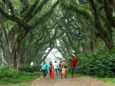 Wisata Hutan De Jawatan Banyuwangi