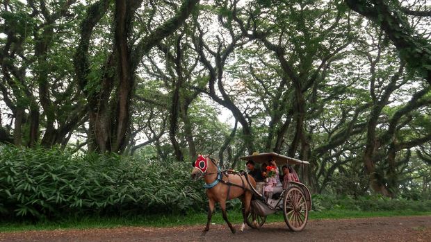 Wisatawan berjalan di area Hutan De Jawatan Banyuwangi, Jawa Timur, Minggu (24/11/2024). Hutan De Djawatan yang ditumbuhi pohon trembesi (Samanea saman) berusia ratusan tahun sejak zaman penjajahan Belanda itu, dahulu merupakan tempat penimbunan kayu (TPK) milik Perhutani dan sejak 2018 dibuka sebagai tempat wisata yang kini menjadi salah satu tempat wisata unggulan di Banyuwangi. ANTARA FOTO/Budi Candra Setya/tom.