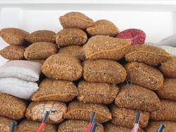 140 Ton Pinang Diekspor ke India dari Kota Pariaman