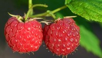 5 Buah Ini Lebih Tinggi Serat dari Oatmeal, Nomor 1 Gampang Didapat