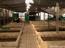 Melihat Para Makhluk Penghancur Sampah Bekerja di Bandung