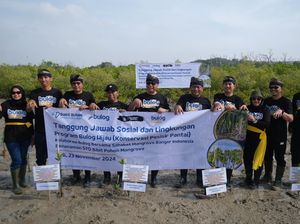 Program Bulog Hijau Tanam 570 Bibit Mangrove di Bali