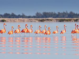 Ini Asal-usul Bulu Warna Pink Burung Flamingo Ini Asal-usul Bulu Warna Pink Burung Flamingo