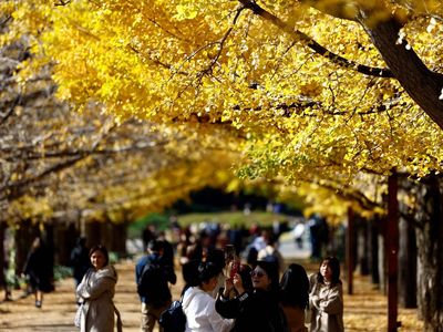 Menikmati Keindahan Daun Kuning Musim Gugur di Taman Jepang