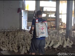 Kisah Pak Kusnan, Guru di Lamongan yang Sukses Jadi Peternak Bebek Pedaging