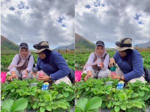 Ngakak! Wanita Ini Bawa Blender untuk Bikin Jus saat Wisata Petik Stroberi Ngakak! Wanita Ini Bawa Blender untuk Bikin Jus saat Wisata Petik Stroberi