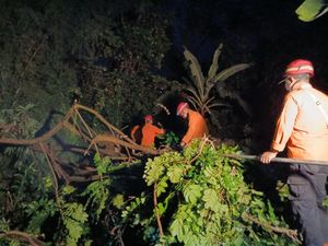 Pohon Tumbang Imbas Angin Kencang Timpa Rumah-Tutup Aliran Sungai di Bogor