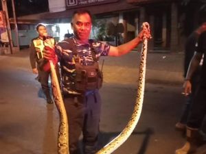 486 Ular Masuk Rumah Warga di Denpasar 486 Ular Masuk Rumah Warga di Denpasar