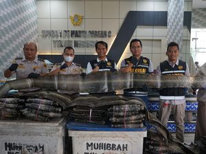 Perdagangan 846 Lembar Kulit Ular Ilegal ke Malaysia Digagalkan di Asahan Perdagangan 846 Lembar Kulit Ular Ilegal ke Malaysia Digagalkan di Asahan