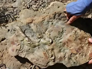 Fosil Grand Canyon Ungkap Rahasia yang Bisa Ubah Teori Evolusi