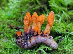 Studi Baru: Jamur dari Ulat Bulu Bisa Jadi Obat Kanker, Bagaimana Caranya?