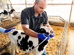 Peneliti Cari Cara buat Setop Anak Sapi Sendawa, Kenapa Ya? Peneliti Cari Cara buat Setop Anak Sapi Sendawa, Kenapa Ya?