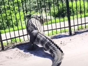 Gokil! Buaya Raksasa Menerobos Pagar Logam di Lapangan Golf Gokil! Buaya Raksasa Menerobos Pagar Logam di Lapangan Golf