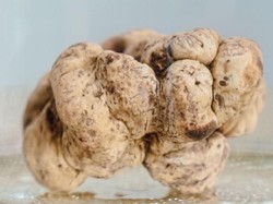 Wow! Jamur Truffle Putih Ini Berhasil Dilelang Rp 2,4 Miliar