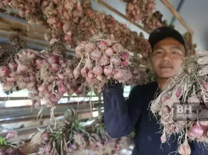 Petani Ini Raup Cuan Rp 10 Juta Berkat Budidaya Bawang Merah Petani Ini Raup Cuan Rp 10 Juta Berkat Budidaya Bawang Merah