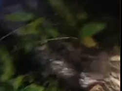 Geger Ada Mayat Pria di Perut Ular Piton Raksasa di Sulsel