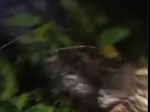 Detik-detik Duel Horor Pria Lutra Sebelum Tewas Ditelan Ular Piton 6 Meter Detik-detik Duel Horor Pria Lutra Sebelum Tewas Ditelan Ular Piton 6 Meter
