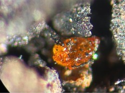 Harta Karun Tak Terduga di Antartika yang Mengejutkan