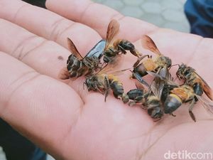 Kakek 75 Tahun di Pracimantoro Disengat Ratusan Tawon Gung, Begini Kondisinya Kakek 75 Tahun di Pracimantoro Disengat Ratusan Tawon Gung, Begini Kondisinya
