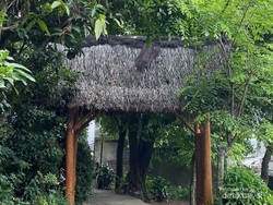 Trip yang Unik: Telanjang Kaki Tanpa Sandal Menjelajahi Hutan Adat Cireundeu