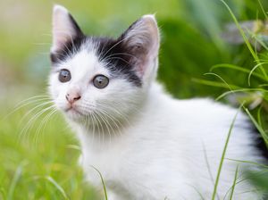 6 Tanaman yang Dibenci Kucing Bikin Ogah Dekati Rumah 6 Tanaman yang Dibenci Kucing Bikin Ogah Dekati Rumah