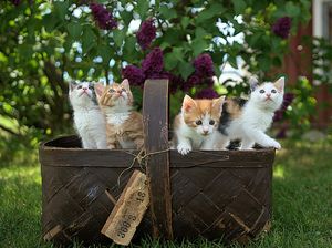 Kenapa Anak Kucing Kembar Bisa Punya Warna yang Berbeda-beda?