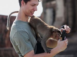 Turis Swedia Diserang Monyet Saat Liburan Tahun Baru di Thailand Turis Swedia Diserang Monyet Saat Liburan Tahun Baru di Thailand