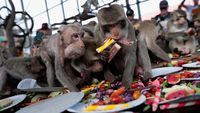 Festival All You Can Eat untuk Para Monyet di Thailand