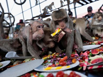 Festival All You Can Eat untuk Para Monyet di Thailand