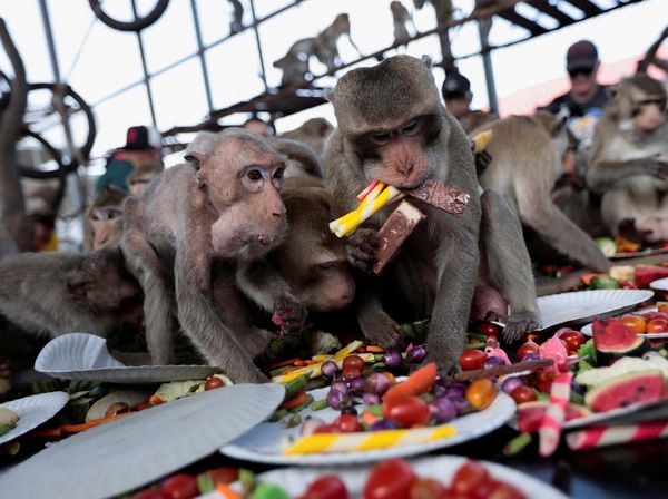Festival All You Can Eat untuk Para Monyet di Thailand