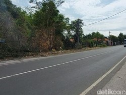 Pohon Keropos Tumbang Timpa 3 Motor dan Mobil di Pasuruan, 1 Orang Luka Parah