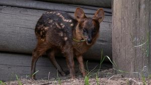 Potret Pudu Langka yang Lahir di Argentina
