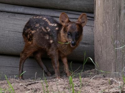 Potret Pudu Langka yang Lahir di Argentina