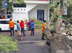 Pohon Tumbang Timpa Mobil di Dekat Benteng Vastenburg Solo Pohon Tumbang Timpa Mobil di Dekat Benteng Vastenburg Solo