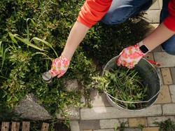 4 Cara Ampuh Membasmi Gulma dari Paving Block