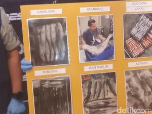 Kirim 1,8 Ton Ikan ke Bali Tanpa Dokumen, 2 Pria Diciduk Polisi Kirim 1,8 Ton Ikan ke Bali Tanpa Dokumen, 2 Pria Diciduk Polisi