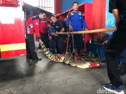 Bikin Panik! Buaya 2,5 Meter Muncul di Bener Jogja