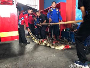 Begini Susahnya Evakuasi Buaya 2,5 Meter Berbobot 100 Kg di Bener Jogja Begini Susahnya Evakuasi Buaya 2,5 Meter Berbobot 100 Kg di Bener Jogja
