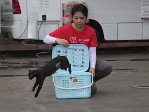 Cegah Overpopulasi, Kucing Liar di Jakarta Disterilisasi Massal Cegah Overpopulasi, Kucing Liar di Jakarta Disterilisasi Massal
