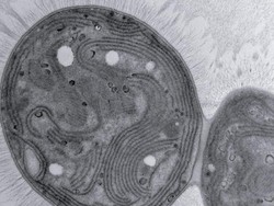 Mengenal Chonkus, Mikroba Mutan Pemakan Karbon yang Bisa Melawan Perubahan Iklim