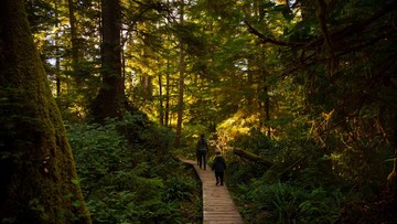 Perempuan Muda Selamat Setelah 11 Malam Hilang di Hutan Australia