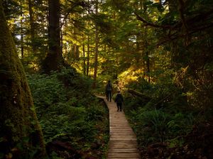 Perempuan Muda Selamat Setelah 11 Malam Hilang di Hutan Australia Perempuan Muda Selamat Setelah 11 Malam Hilang di Hutan Australia