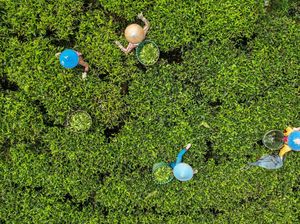 Melihat Panen Teh di Desa Sukaresmi Kabupaten Bandung Melihat Panen Teh di Desa Sukaresmi Kabupaten Bandung