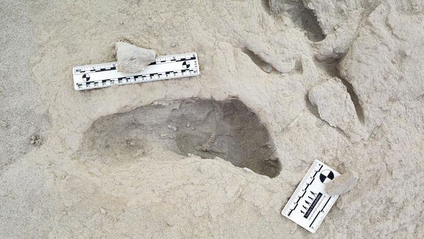 Penampakan Jejak Kaki Fosil Manusia Purba di Kenya