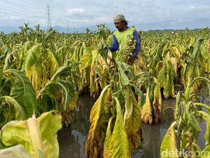 Petani Minta Pemerintah Tak Batasi Penjualan Produk Tembakau Petani Minta Pemerintah Tak Batasi Penjualan Produk Tembakau
