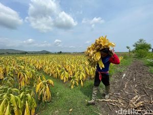 Petani Tembakau Terancam, Aturan Baru Soal Rokok Disorot Petani Tembakau Terancam, Aturan Baru Soal Rokok Disorot