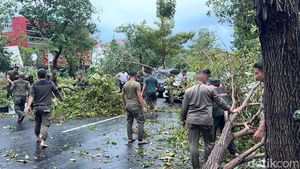 Sejumlah Pohon Tumbang Diterjang  Angin Kencang di Jalan Dharmahusada Indah